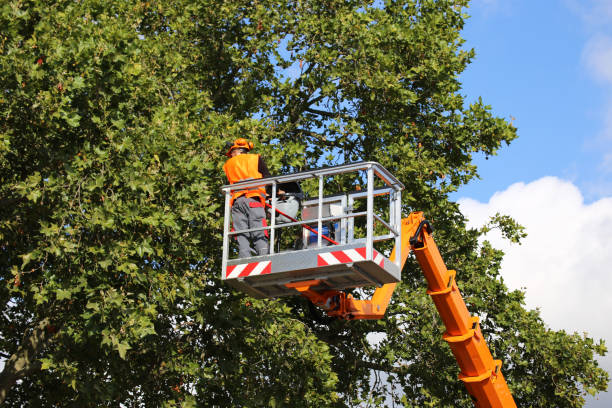 Hutchins, TX Tree Services Company