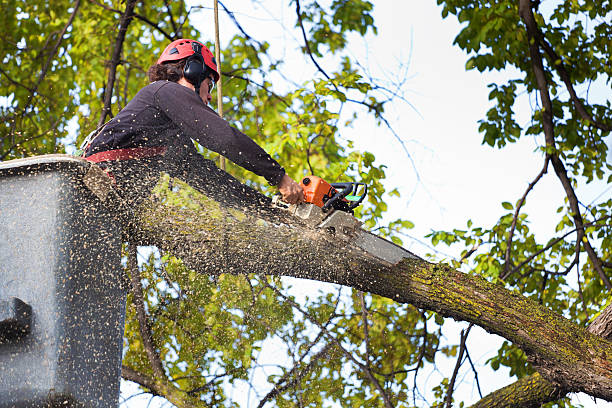 Best Commercial Tree Services  in Hutchins, TX